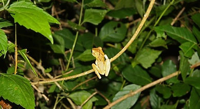 Common Hour-glass Tree frog (Polypedates cruciger).jpg