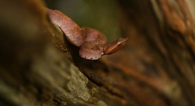 Vertical ... Lowland Hump-nosed Viper (Hypnale zara).JPG