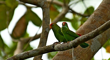 Ceylon Hanging-parrot (Loriculus beryllinus).JPG