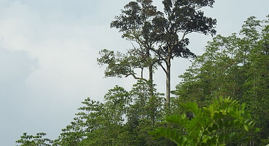 Bu Hora (Dipterocarpus hispidus).jpg