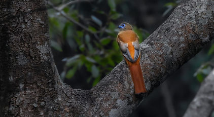 Malabar Trogon (Harpactes fasciatus fasciatus).jpg