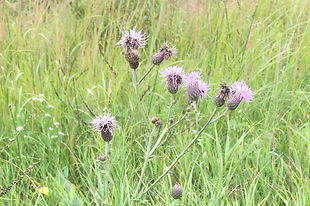 8-20 Canada Thistle 1 Black River (2).JPG