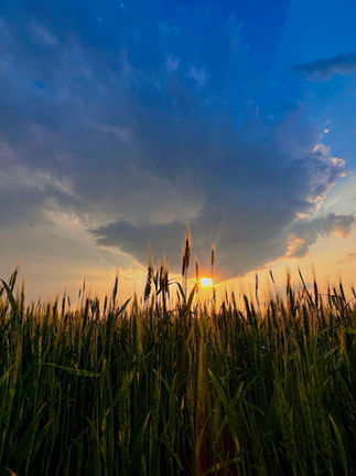 Campo de trigo bajo un cielo azul y naranja al atardecer con el sol asomándose.