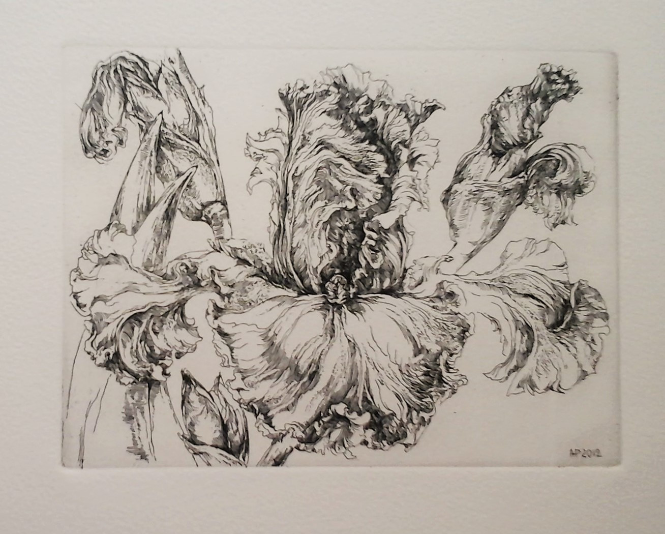 Iris