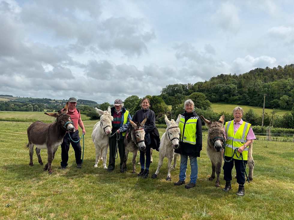 donkeys