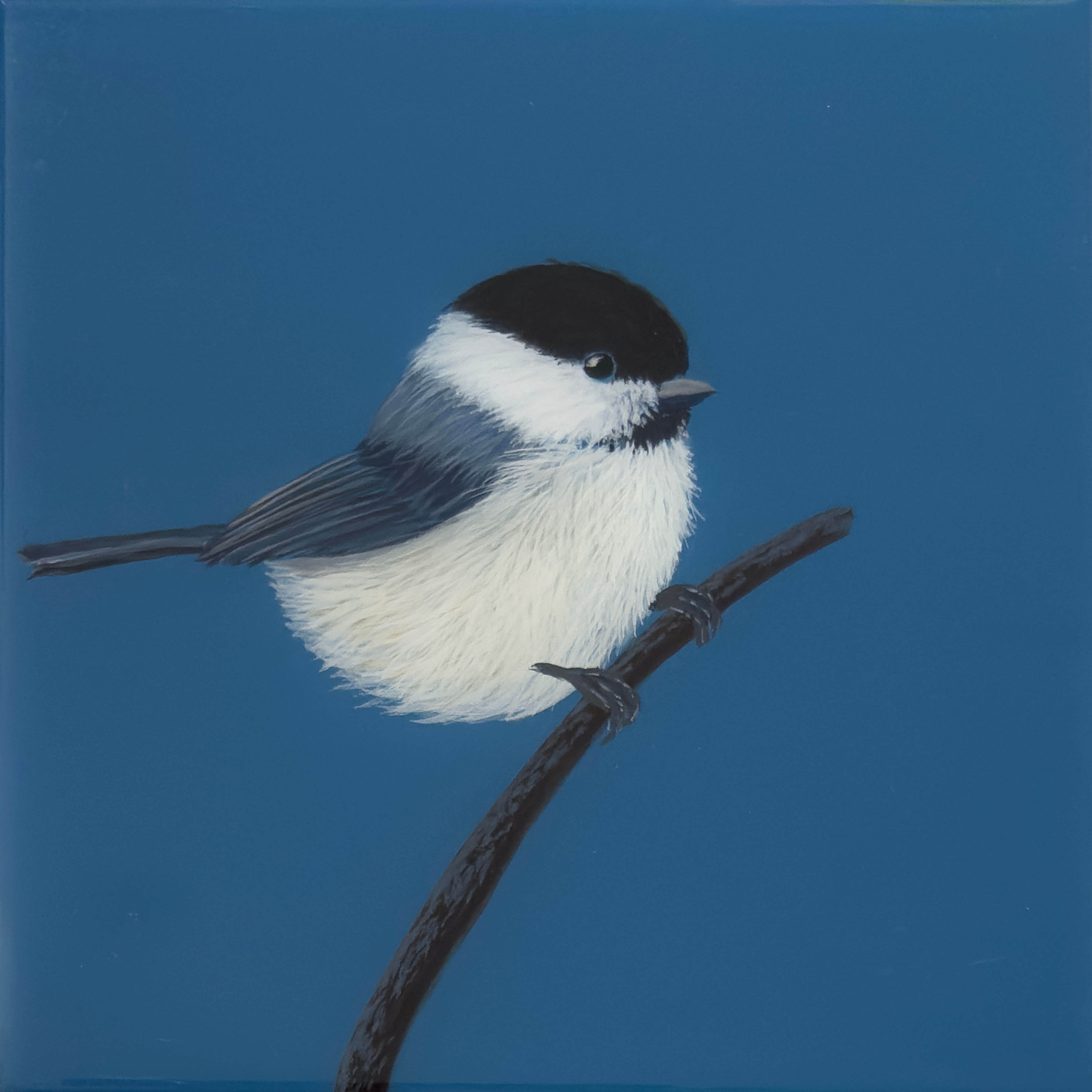 Small Chickadee on Blue