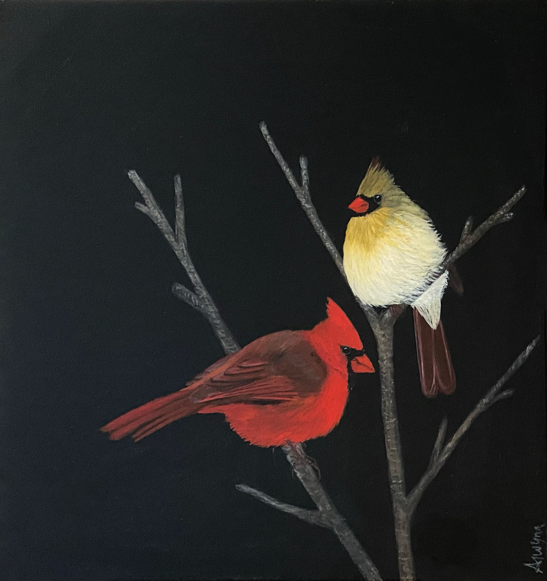 Night Cardinals