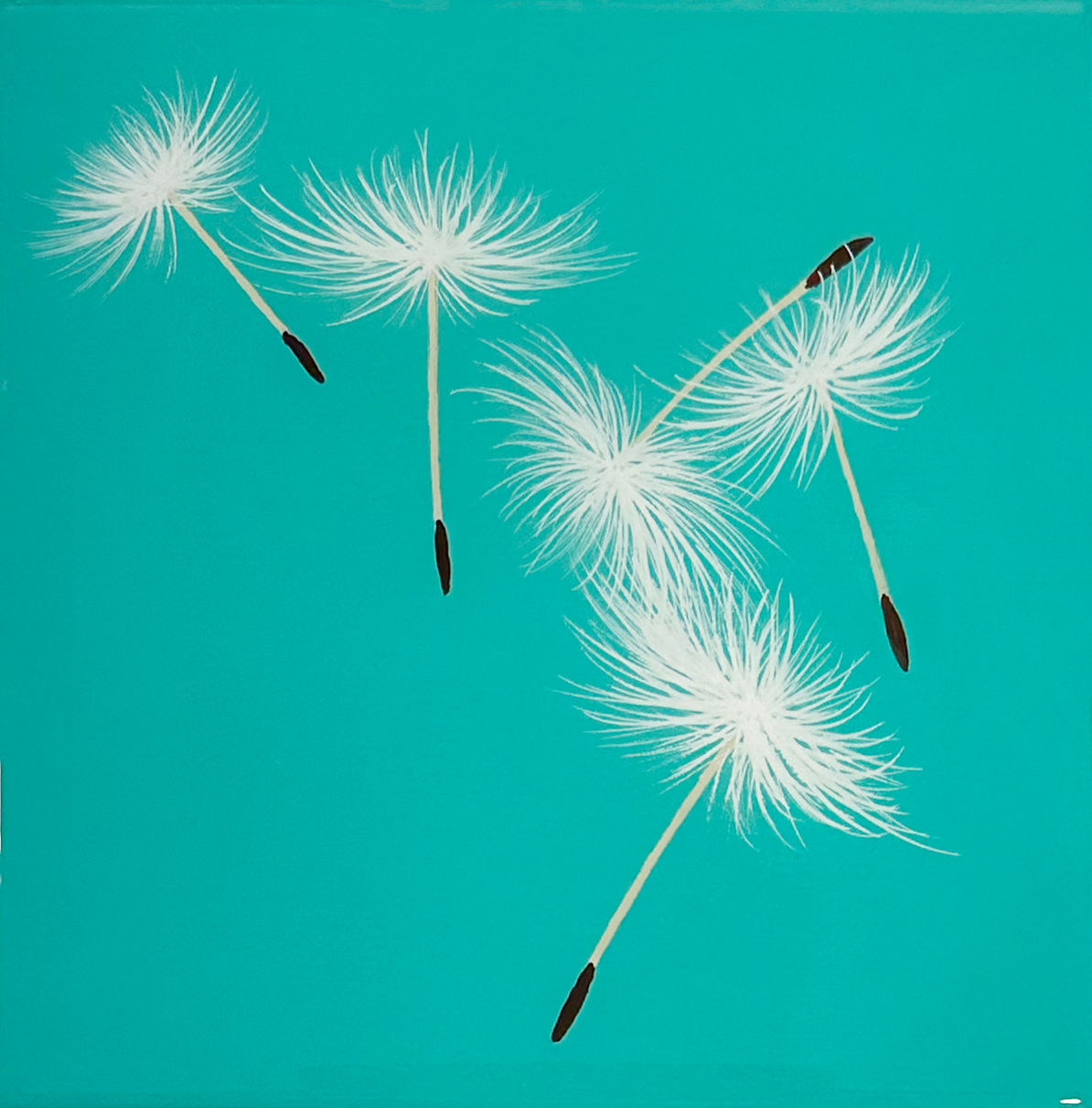 Drifting Wishes on Light Turquoise