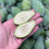 Thumbnail: New Zealand Feijoa / Pineapple Guava