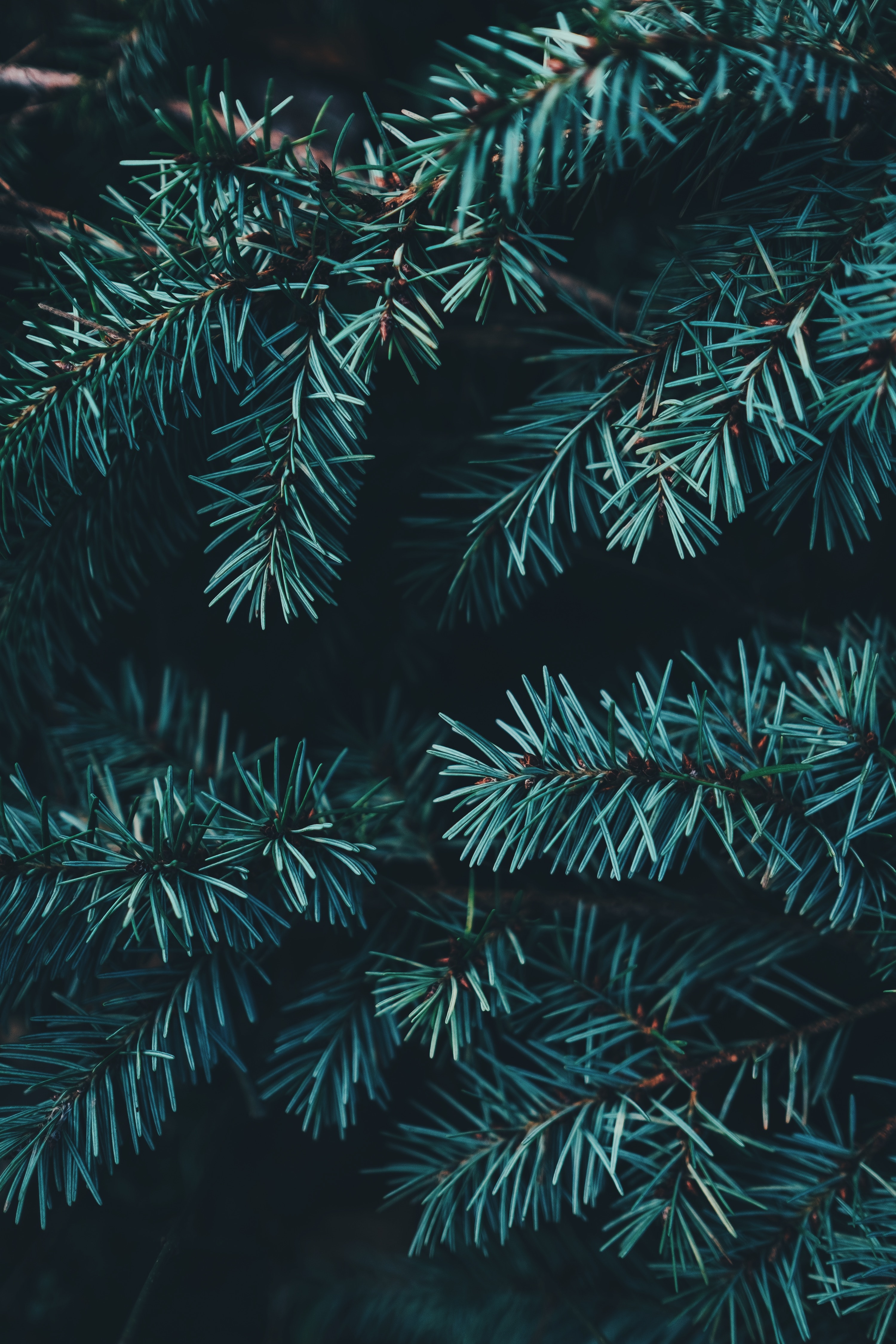 Wann Fangt Weihnachten An