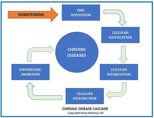 Homotoxicology chronic disease cascade