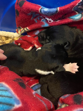 puppies.jpg