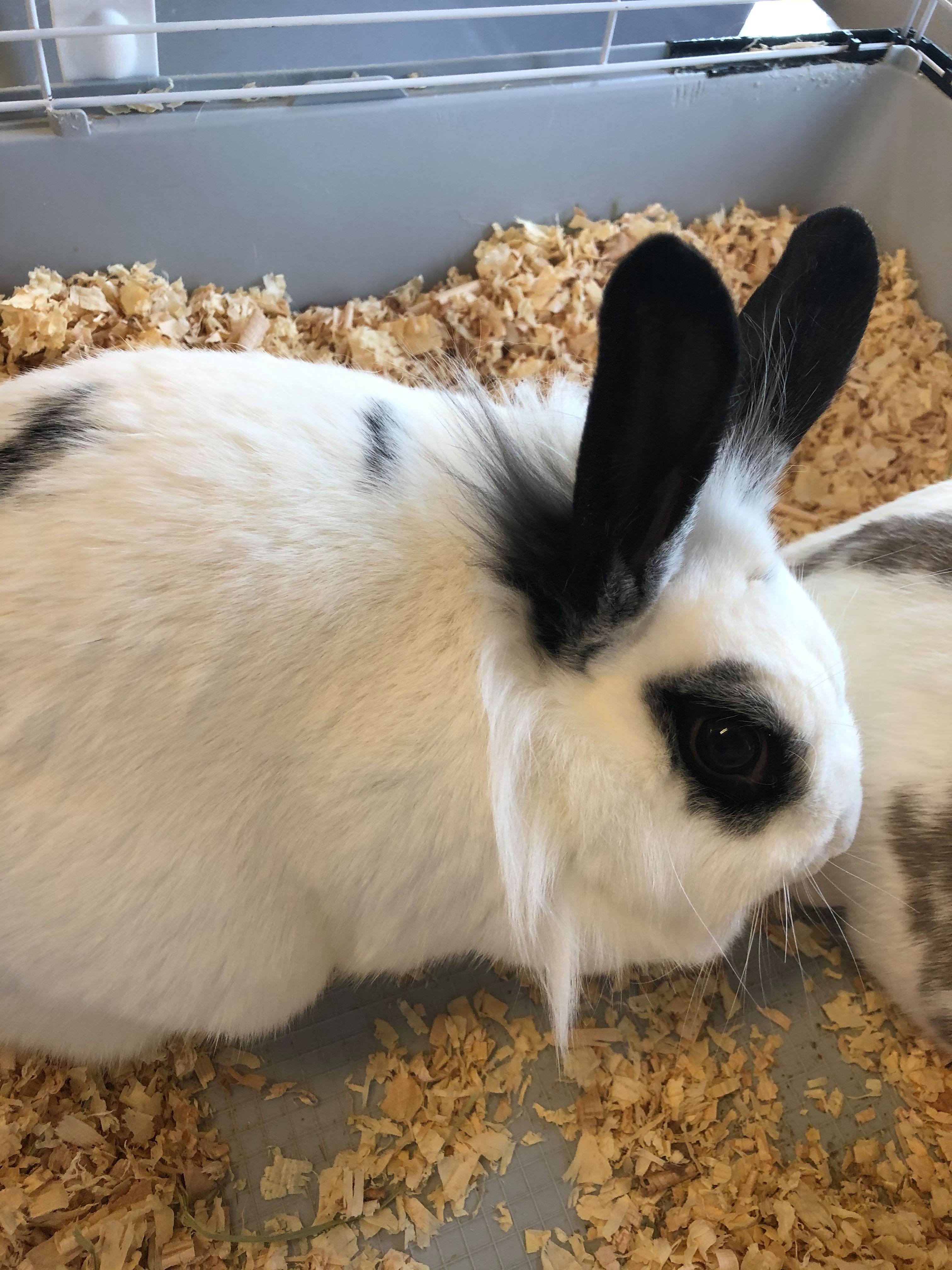 Home Dog & Cat Shelter