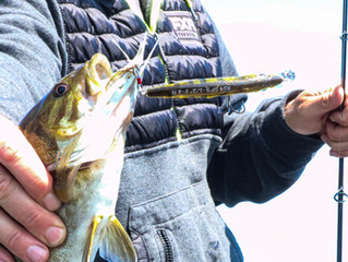 The Salmo Rattlin Sting 9 suspending jerkbait...Dances like a butterfly, then gives em the sting!!!