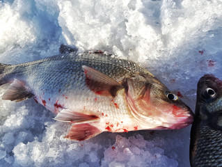 Hunt for White Perch
