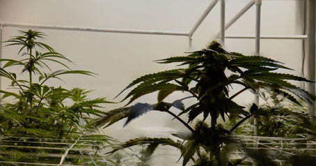 Perú otorga primera licencia de cultivo asociativo de cannabis para uso medicinal