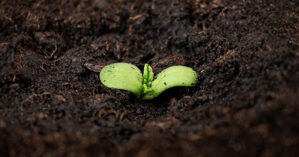 Plántula de cannabis brotando en tierra fértil. Símbolo de acceso legal a semillas en Perú.