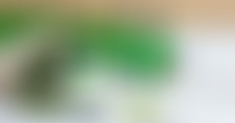 ¿Por qué es urgente formalizar a los productores artesanales de cannabis?