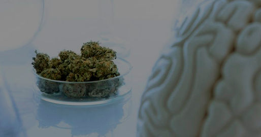 Sociedad Peruana de Neurología ofrece curso internacional gratuito sobre cannabis