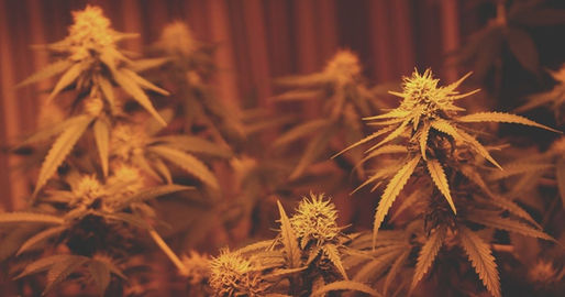 Exclusivo: La última versión del proyecto de Reglamento para Clubes Cannábicos