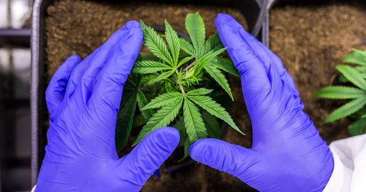 Licencia o sentencia: cultivadores y pacientes en peligro por nuevo Reglamento de cannabis en Perú