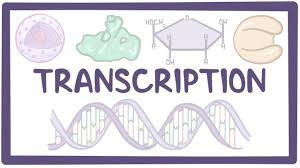 transcription.jpg