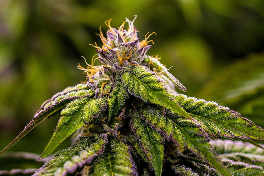 420-cannabis-marijuana-weed-wallpaper-pr