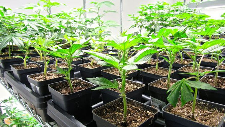 bigger-vegging-plants1-1496362535.jpg