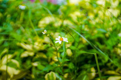 SLR Magic 35mm F1.7