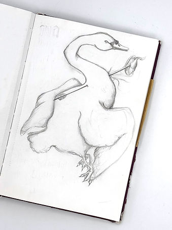 swan-sketch-w.jpg