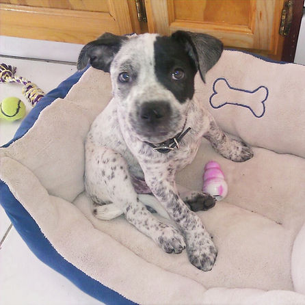 A blue heeler mix puppy named Huckleberry.