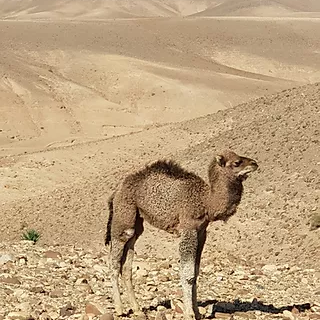 Agafay Desert Baby Camel