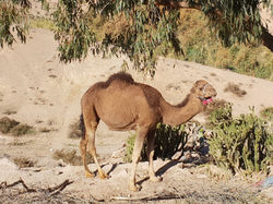 Nkhila Tented Camp_20 (42)