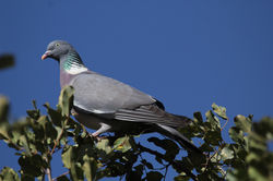 Wood pigeon