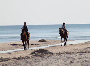horses-325219.jpg