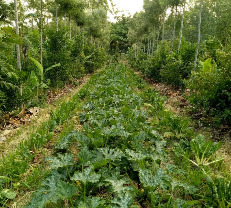faixa de floresta sintrópica