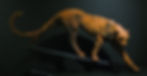 GUEPARD001.jpg