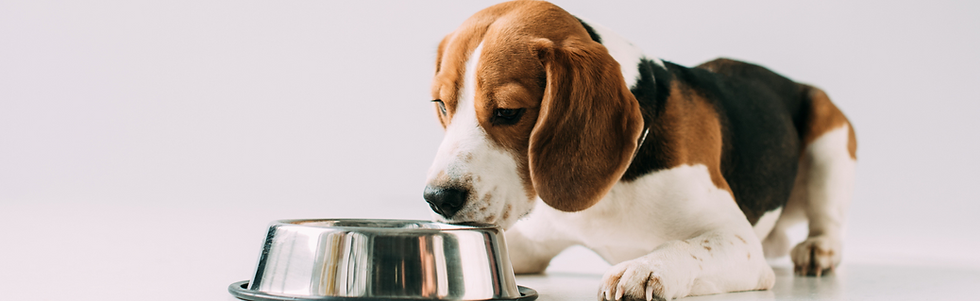 joy dog food beagle