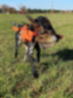 best dog food for pointers