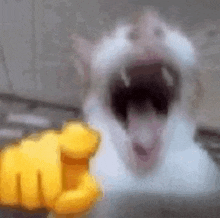 laughing-cat (1).gif