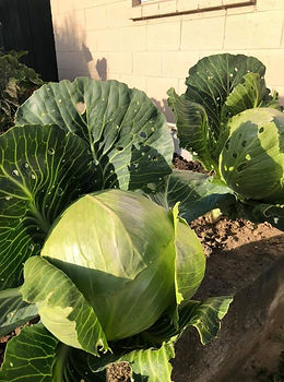 garden_cabbage.jpeg