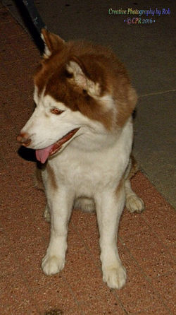CoolPooch019