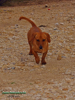 CoolPooch021