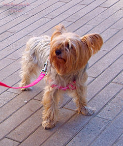 CoolPooch005