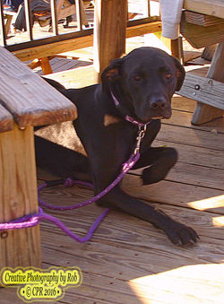 CoolPooch011