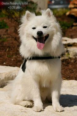 CoolPooch017