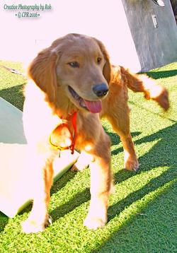 CoolPooch007