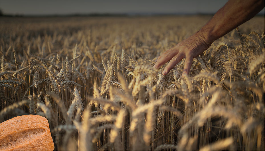 Il Molino Flour, image of Baker's Dream flour with bread. Whole wheat flour with grains. Il Molino logo and branding. Breadboard showcasing artisanal bread. Artisanal millers. Flour milling. Hands, employees, happy employees, milling factory