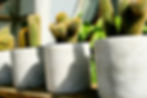 Row of cactus plants in decorative planters. 