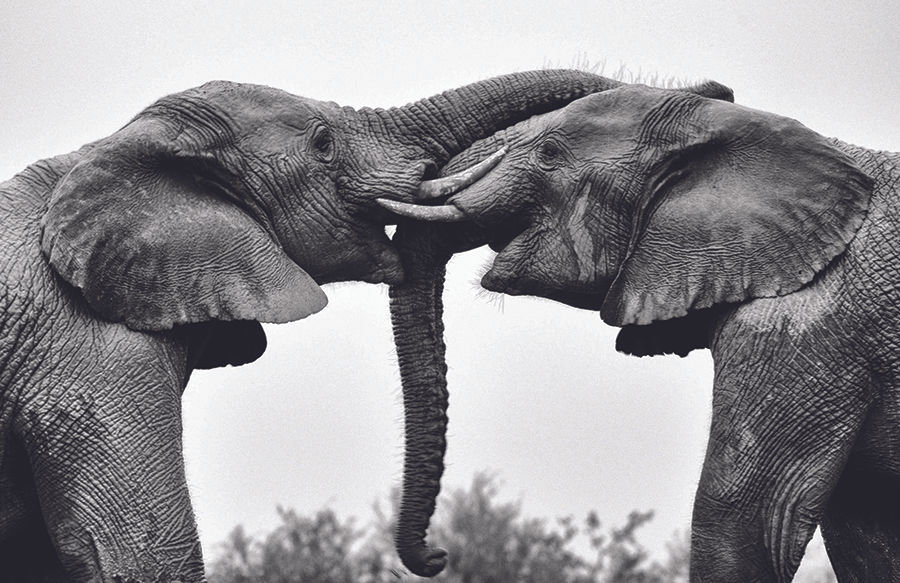 safari wanderlust trolley